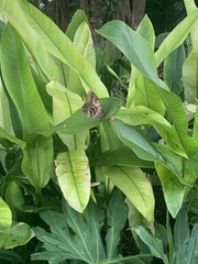 Caligo telamonius memnon