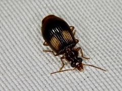 Lebia bifenestrata