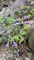 Lepidaploa myriocephala