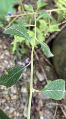 Lepidaploa myriocephala