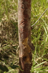 Angophora leiocarpa