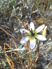 Ixia monadelpha