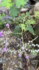 Lepidaploa myriocephala