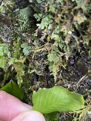 Hymenophyllum cruentum image