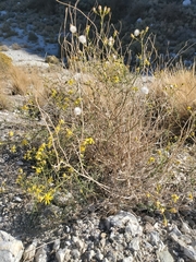 Senecio californicus