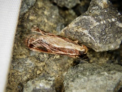Spatulipalpia albistrialis