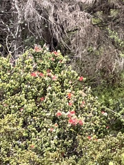 Drepanis coccinea