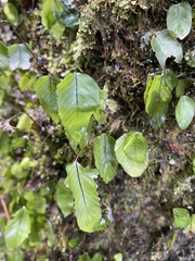 Hymenophyllum cruentum image