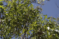 Angophora leiocarpa