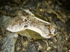 Stenoloba jankowskii