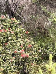 Drepanis coccinea