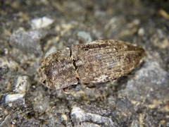 Agrypnus binodulus binodulus