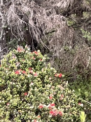 Drepanis coccinea