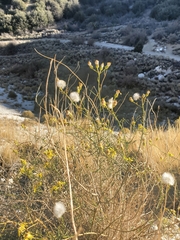 Senecio californicus