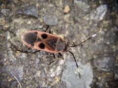 Physopelta parviceps