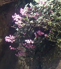 Dendrobium kingianum