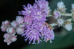 Lepidaploa myriocephala