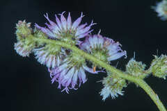 Lepidaploa myriocephala