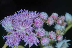 Lepidaploa myriocephala