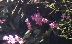 Dendrobium kingianum