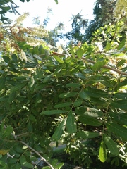 Apoplanesia paniculata