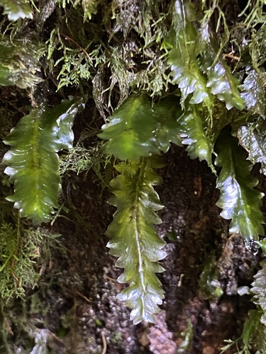 Schimperobryum splendidissimum observed 2022-10-30