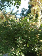 Apoplanesia paniculata