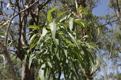 Angophora leiocarpa