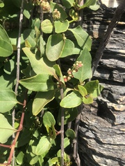 Muehlenbeckia hastulata
