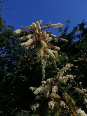 Apoplanesia paniculata
