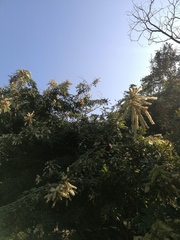 Apoplanesia paniculata