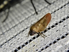Eoscarta assimilis