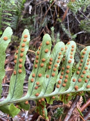 Polypodium pellucidum