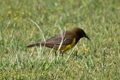 Pseudoleistes virescens