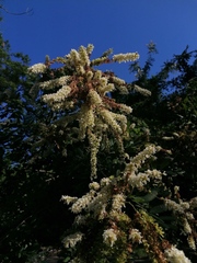 Apoplanesia paniculata