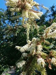 Apoplanesia paniculata
