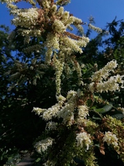 Apoplanesia paniculata