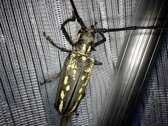 Batocera lineolata