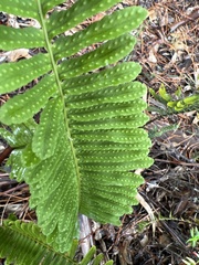 Polypodium pellucidum