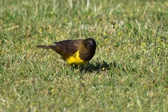 Pseudoleistes virescens