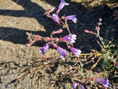 Penstemon laetus