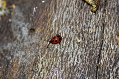 Endomychus coccineus