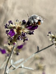Anthophora hololeuca