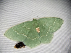 Chlorissa inornata