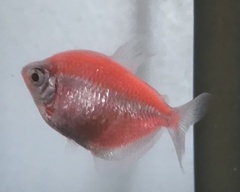 Gymnocorymbus ternetzi