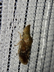 Ledropsis discolor