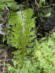 Hymenophyllum pectinatum