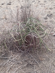 Cissus quadrangularis