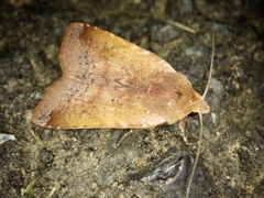 Diarsia ruficauda