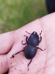 Apterodorcus bacchus